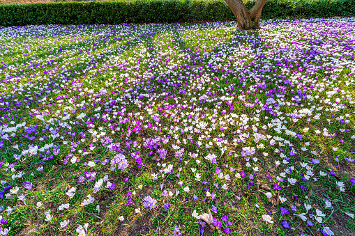 Colourful Beautiful Flowers Plants Field Botanical Garden Outdoor Green Parks Filled with Lively Pastel Rose Daisy Tulip Poppy Lily Peony Blossoms in Morning Spring Summer Landscape Background Nature