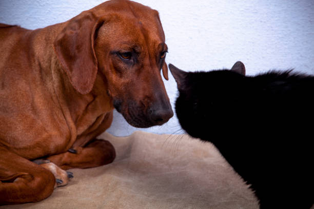 istock Dog Rhodesian Ridgeback and black cat chat 1310412036