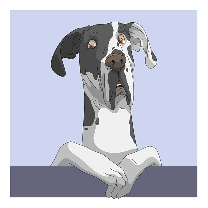 Dog Great Dane Suspect Face Stock Illustration - Download Image Now - Great  Dane, Animal Body Part, Animal Head - iStock