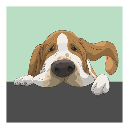Portrait of dog, Basset Hound with boring face, graphic poster style use for print