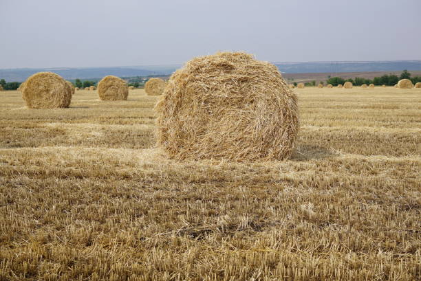 istock Haystack harvest Round dried haystacks in the field, summer agricultural landscape. Haystack field panorama. Rural yellow field. Rural scenery of straw stacks at sunset. Farm and pasture concept 1310413492