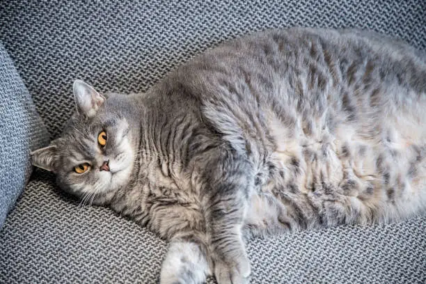 fat britishcat lies on the couch and take a nap. Focus on the cat's eyes