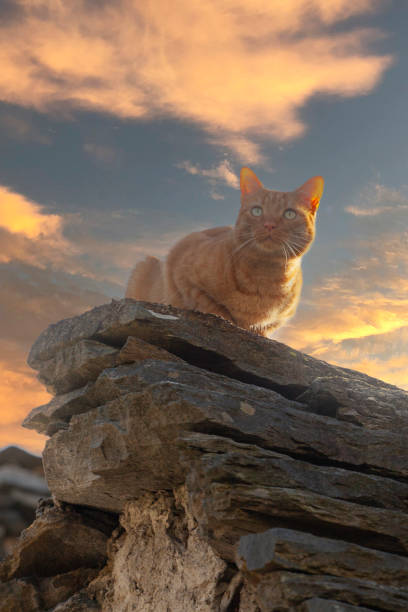 Cat on a roof at sunset