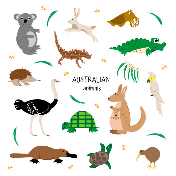 Australian animals set. Zoology for children. kangaroo, cockatoo, emu, ostrich, platypus, kiwi, koala, hare, crocodile, moloch, echidna. Australian animals set on white background. Zoology for children. kangaroo, cockatoo, emu, ostrich, platypus, kiwi, koala, hare, crocodile, moloch, echidna. echidna isolated stock illustrations