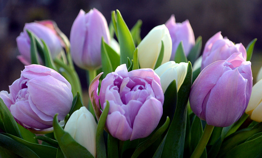 Bouquet of beautiful white and purple tulips.