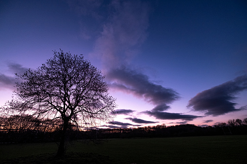 single tree in field at dawn