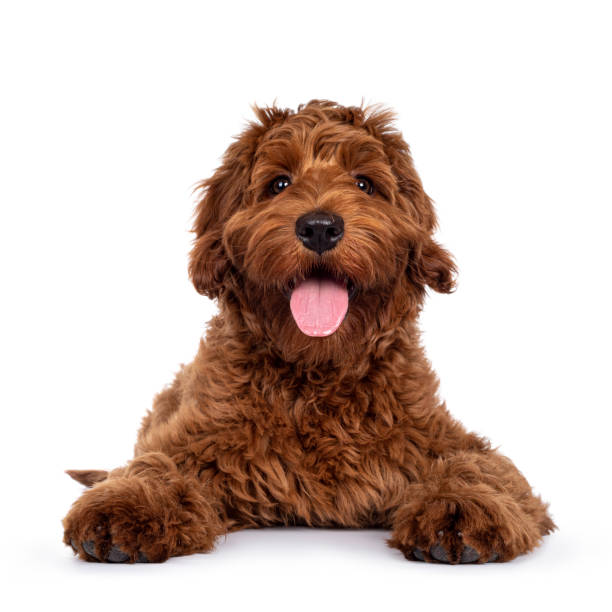 istock Red Cobberdog or labradoodle on white 1310416391
