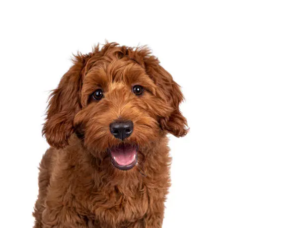 Photo of Red Cobberdog or labradoodle on white