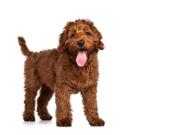 istock Red Cobberdog or labradoodle on white 1310416434