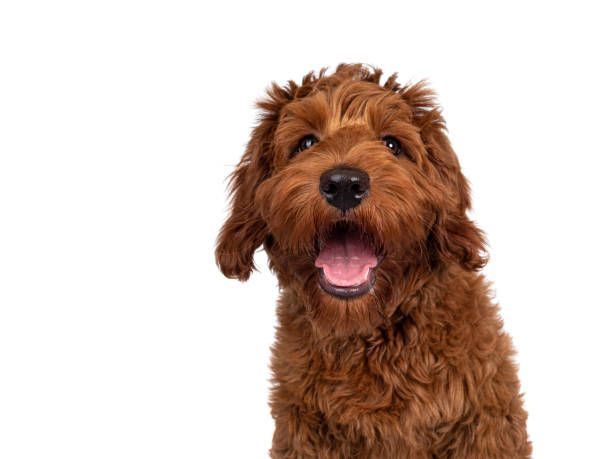 istock Red Cobberdog or labradoodle on white 1310416444