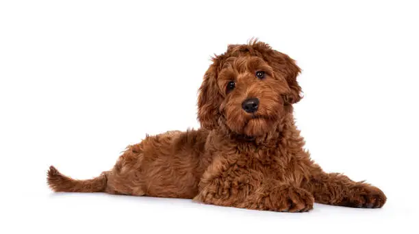 Photo of Red Cobberdog or labradoodle on white