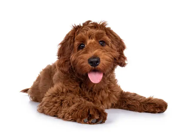 Photo of Red Cobberdog or labradoodle on white