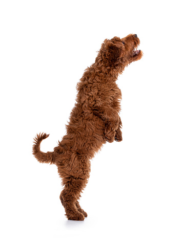 Side view of adorable red Cobberdog aka Labradoodle dog puppy, jumping up.  Isolated on a white background.