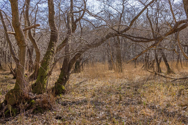 Alder trees growing in wetland close to Mølleåen, one of the few rivers in Denmark. It is running across Dyrehaven, which is a popular public park and a UNESCO World Heritage Site north of Copenhagen. The park is brought back to a more natural condition after having looked like a modern industrial tree farm
