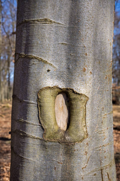 Trunk of a beech tree with an mark. The beech is a popular tree in Denmark and is kind of a national tree in competition with the oak trees