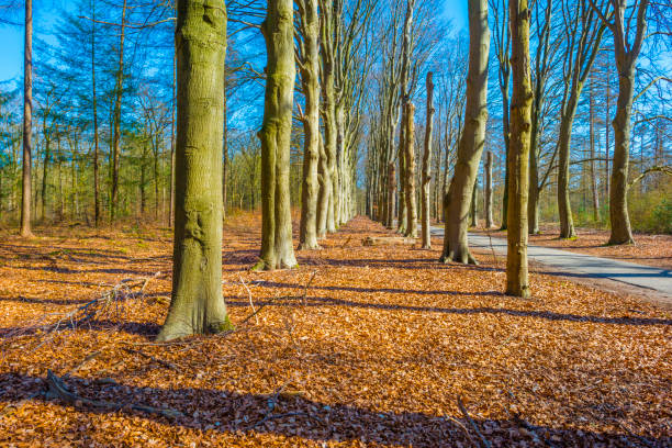 istock Sunlit beech in a colorful forest in bright sunlight in springtime 1310417483