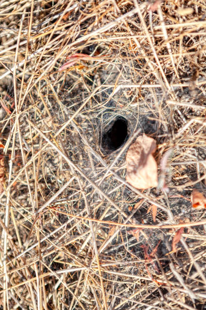istock Desert Animal Hole in the Ground 1310417542