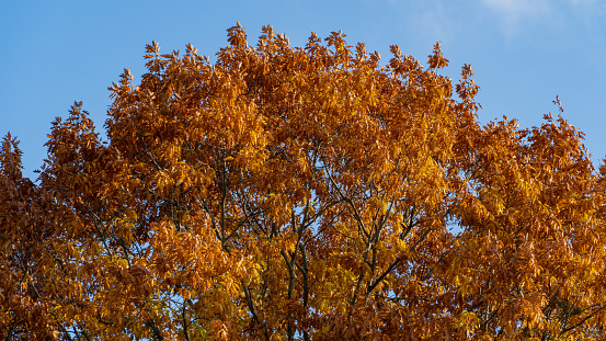 Red and gold carved leaves of red oak Quercus rubra against blue autumn sky. Close-up. Oak leaves glow in sun. Magic nature theme for design.