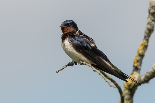 Barn swallow sitting on a branch with a blue sky as a background, photographed in the Oostvaardersplassen.