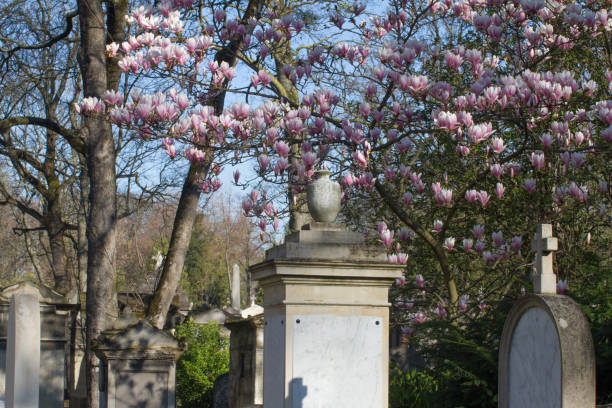 istock beautiful magnolia flower tree at ancient cemetery at sunny springtime 1310418718