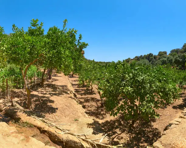 Photo of Kolymbethra Gardens, or Jardino della Kolymbethra. magnificent green garden in the heart of the Valley of Temples, Sicily, Italy. Lush foliage of several hundreds of orange trees