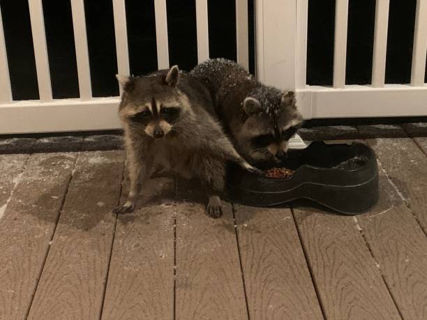 Two raccoons on the back deck stock photo