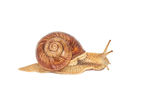 A brown garden snail on a white background. Helix pomatia. grape snail on a white background. mollusc and invertebrate. delicacy meat and gourmet food