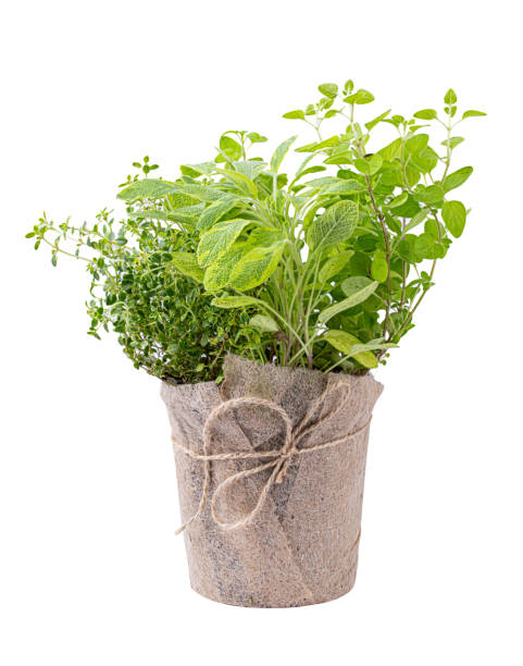 Flowerpot with herbs isolated on white background Flowerpot with herbs isolated on white background. Clipping path rosemary seedlings stock pictures, royalty-free photos & images