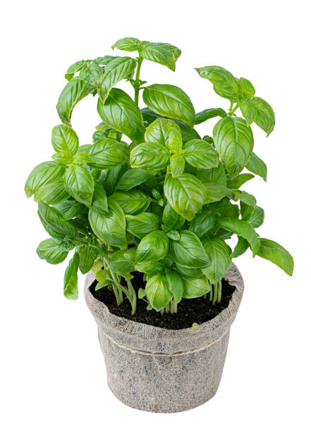 istock Flowerpot with herbs isolated on white background 1310424105