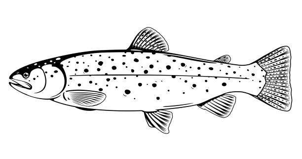 braune forellen fisch schwarz und weiß illustration - brown trout stock-grafiken, -clipart, -cartoons und -symbole