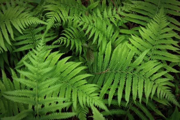 farn frond umgeben graue blätter - natural pattern fern frond green stock-fotos und bilder