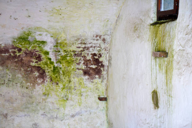 istock Moldy stone wall through damp walls structure photographed in daylight 1310425300