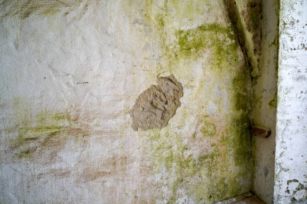 istock Moldy stone wall through damp walls structure photographed in daylight 1310425301