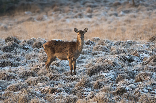 Female red deer on a very cold morning, photographed in the veluwe zoom, the Netherlands.