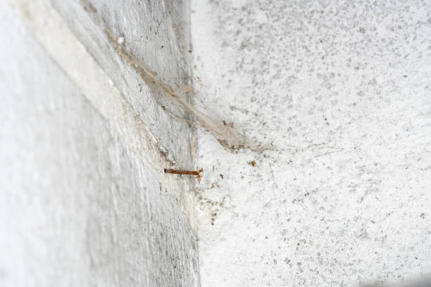 istock Moldy stone wall through damp walls structure photographed in daylight 1310425520