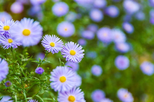 istock new england asters are on green nature background close up 1310426295