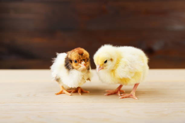 istock two small chicks are on wooden background close up 1310426316
