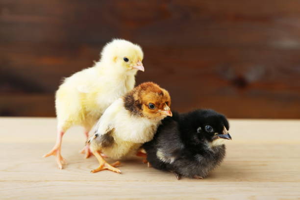 istock three small chicks are on wooden background close up 1310426322
