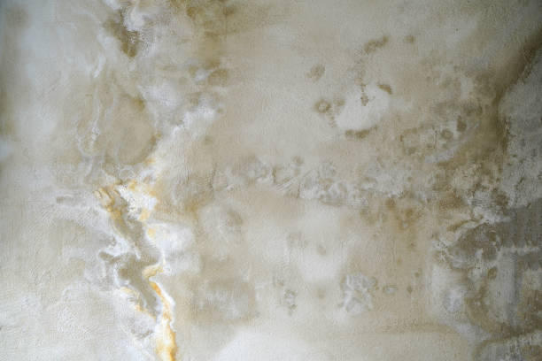 istock Moldy stone wall through damp walls structure photographed in daylight 1310426525