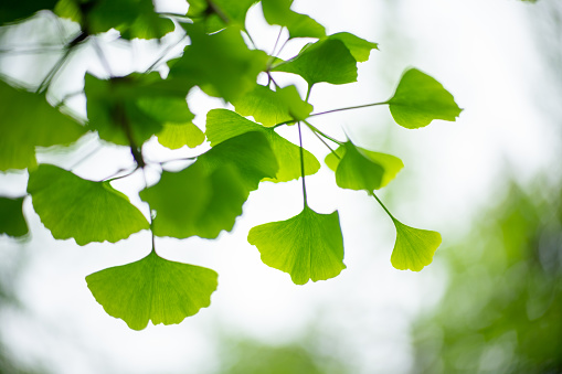 Twig with leaves of the ginkgo biloba tree against the background of a blurred green crown of trees and a blue sky