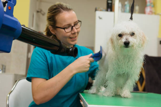 istock Animal groomer 1310427418