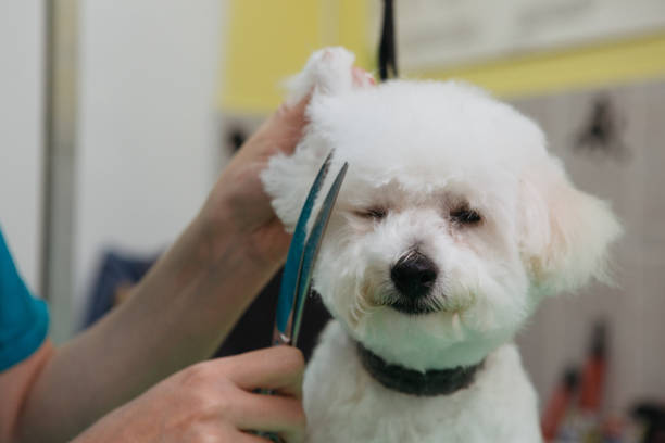 istock Animal groomer 1310427482