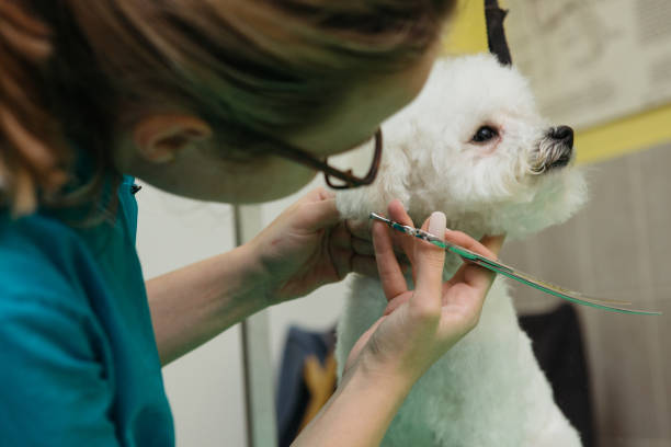 istock Animal groomer 1310427483