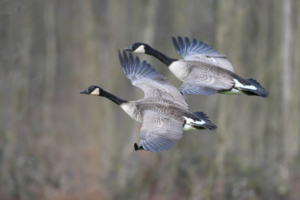 Two beautiful Canada goose (Branta canadensis) in flight. Two beautiful Canada goose (Branta canadensis) in flight. canada goose photos stock pictures, royalty-free photos & images