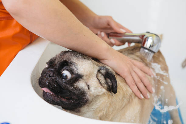 istock Animal groomer 1310427817