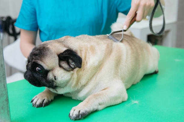 istock Animal groomer 1310427841
