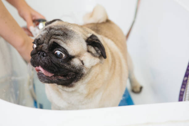 istock Animal groomer 1310427867