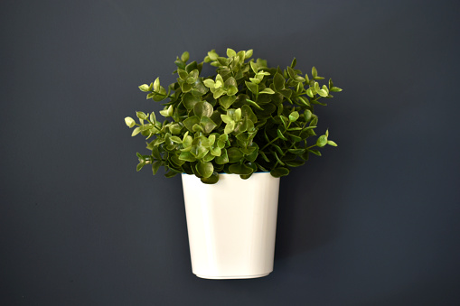 White decorative pots with greenery on a blue wall