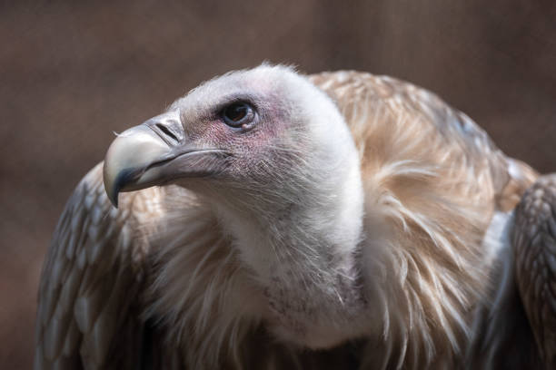 Wild vulture in captivity, mammal animals, birds