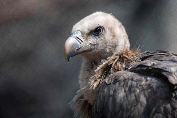 istock Himalayan Griffon Vulture Portrait 1310428379